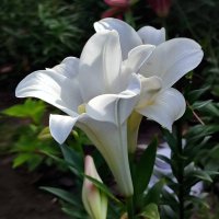 Лилия :: Валентина Богатко 