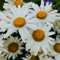 Любит-не любит-любит) :: Галина Бобкина