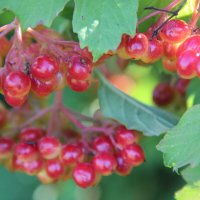 Лето. :: Венера Чуйкова