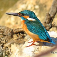 Обычный зимородок :: Николай Волков