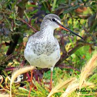 Травник :: Николай Волков