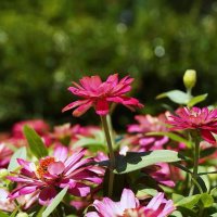 Цинии :: Татьяна Тюменка