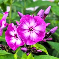 Флокс :: Наталья 