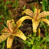 Тигровая парочка :: Светлана Тигровая парочка :: Светлана