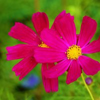 Космические подружки :: Светлана 