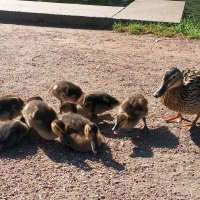 Утята :: Сапсан 