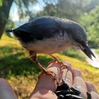 Поползень :: Сапсан 