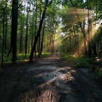 В парке после дождя :: Андрей Лукьянов