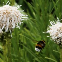 *** :: Владимир Безбородов