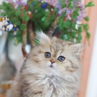 Котик. :: Оля Богданович Котик. :: Оля Богданович