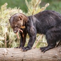 Тайра :: SanSan 