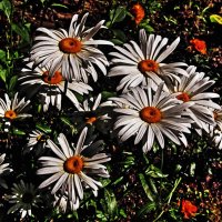 Июль...Хризантемы на клумбе! :: Владимир Июль...Хризантемы на клумбе! :: Владимир