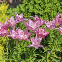 Июльские :: Валерий Иванович Июльские :: Валерий Иванович