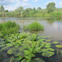 Усманка Воронеж :: Елена Шаламова