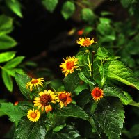 Жёлтенькие :: Юрий Гайворонскiий