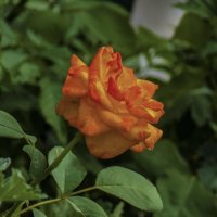 Оранжевая  роза :: Валентин Семчишин
