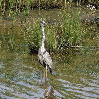 Серая цапля :: Алексей .