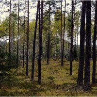 Места тихой охоты :: Aleksandr Gal