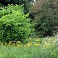 Летний пейзаж :: Александр Ильчевский Летний пейзаж :: Александр Ильчевский