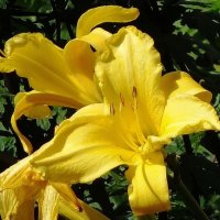 Лилейник :: Рита Симонова