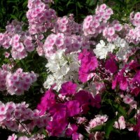 ЯРКОЕ ЛЕТО :: Елена Семигина