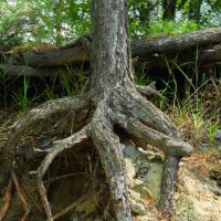 *** :: Николай Чекалин