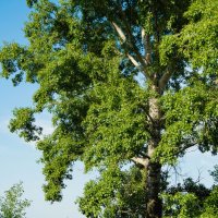 *** :: Николай Чекалин