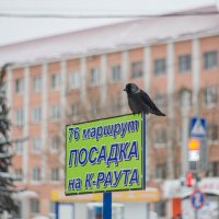 В ожидании посадки :: Дмитрий Коноплев