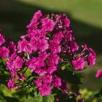 Флоксы у подъезда :: Петр Беляков