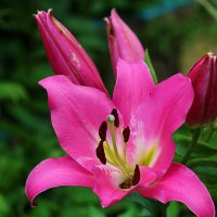 Внутренний мир :: Светлана 