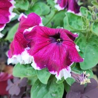 ,,, :: Сергей Тимоновский