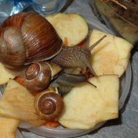 Из жизни улиток :: Ирина Олехнович