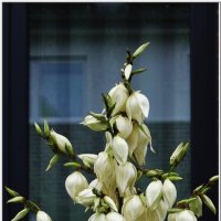 ОКНО-этюд... :: Elvira E. 