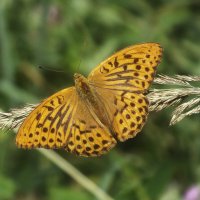 ** :: Зоя Мишина