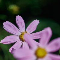 Московская Ромашка :: Александр Леонов Московская Ромашка :: Александр Леонов