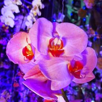 орхидея :: Наталья 