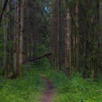По Лесным Дорожкам :: юрий поляков