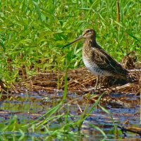 бекас :: gawrilа - dan