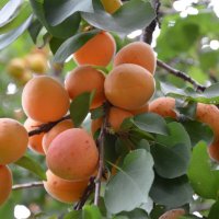 Абрикосы :: Надежда Куркина 