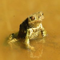 Вылезла из лужи :: Андрей Снегерёв Вылезла из лужи :: Андрей Снегерёв