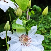 Клематис :: Наталья 