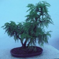 БОНСАЙ  Ботанический сад , г. Монреаль , Октябрь 2013 г. :: Валерий Кокорев