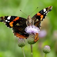 из сегодняшней съемки 8 :: Александр Прокудин