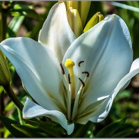 Про лето и цветы :: Aquarius - Сергей Про лето и цветы :: Aquarius - Сергей