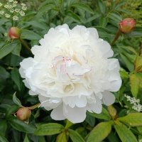 Пион необычный. :: Ирина ***