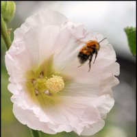 Не улетай.. :: Александр Тарноградский Не улетай.. :: Александр Тарноградский