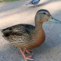 Утка :: Сапсан 