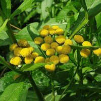 Пижма :: Лидия Бусурина Пижма :: Лидия Бусурина