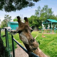 Жираф, смеётся... :: Георгиевич 