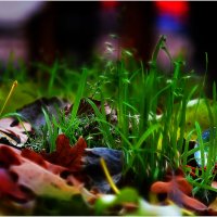 Травки_Nikon D5200_60mm :: Станислав Лебединский